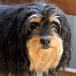 Good old Yorkshire Terrier.